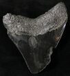 Bargain Megalodon Tooth - South Carolina #20799-2